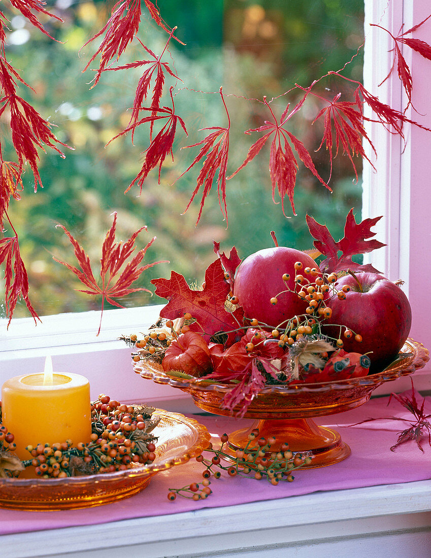 Malus (apple), rose (rosehip), autumn leaves of quercus (oak)