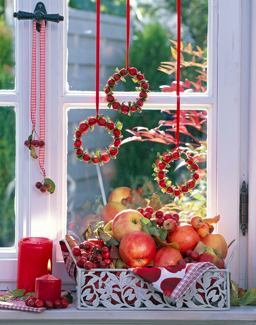 Kränze aus Malus (roten Zieräpfeln) ins Fenster gehängt, Korb mit Äpfeln