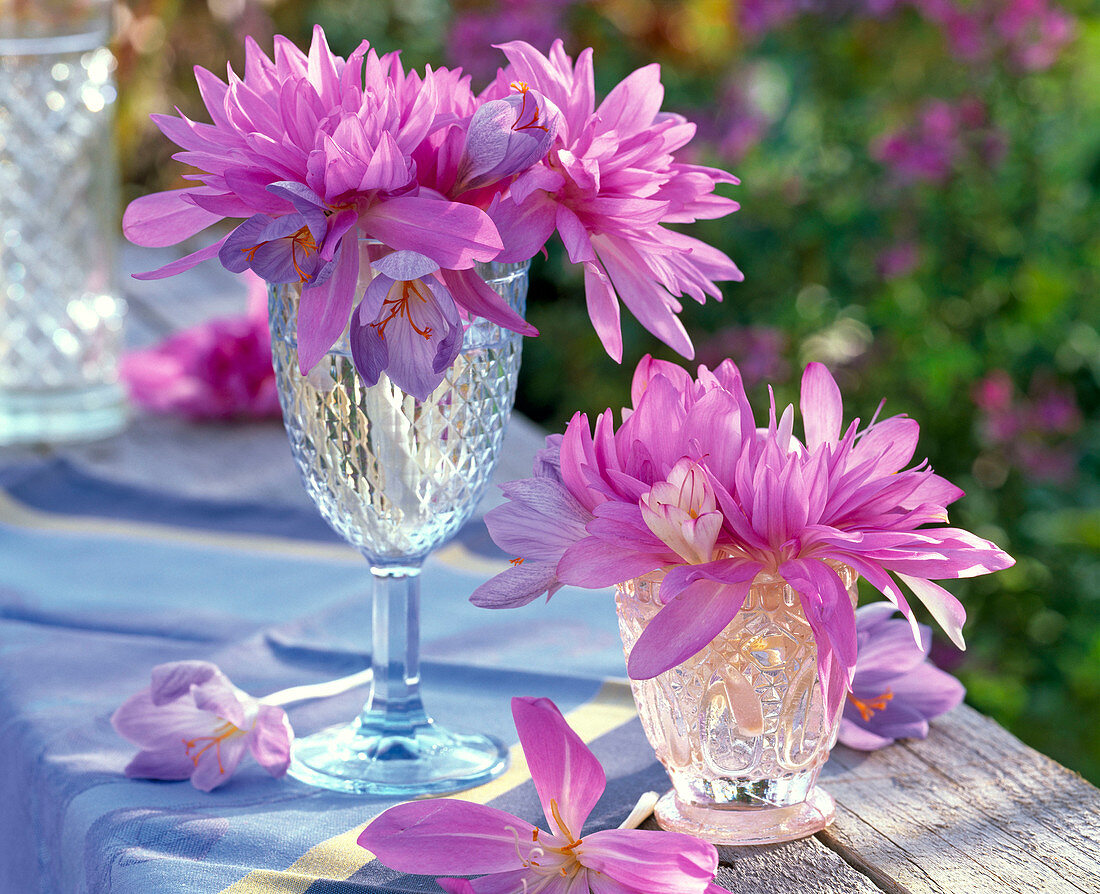 Colchicum (autumn timeless) in relief glasses, blue tablecloth