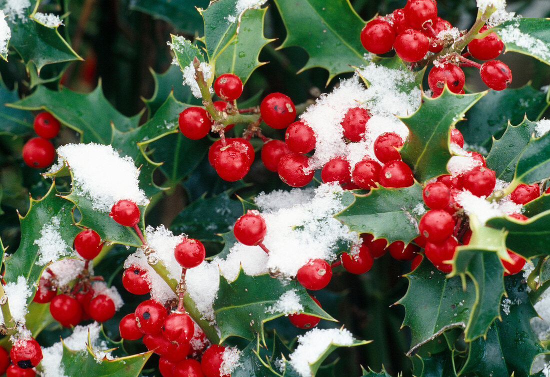 Ilex (holly), berries and leaves with snow