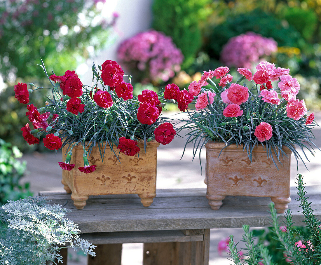 Dianthus caryophyllus (Landnelken)