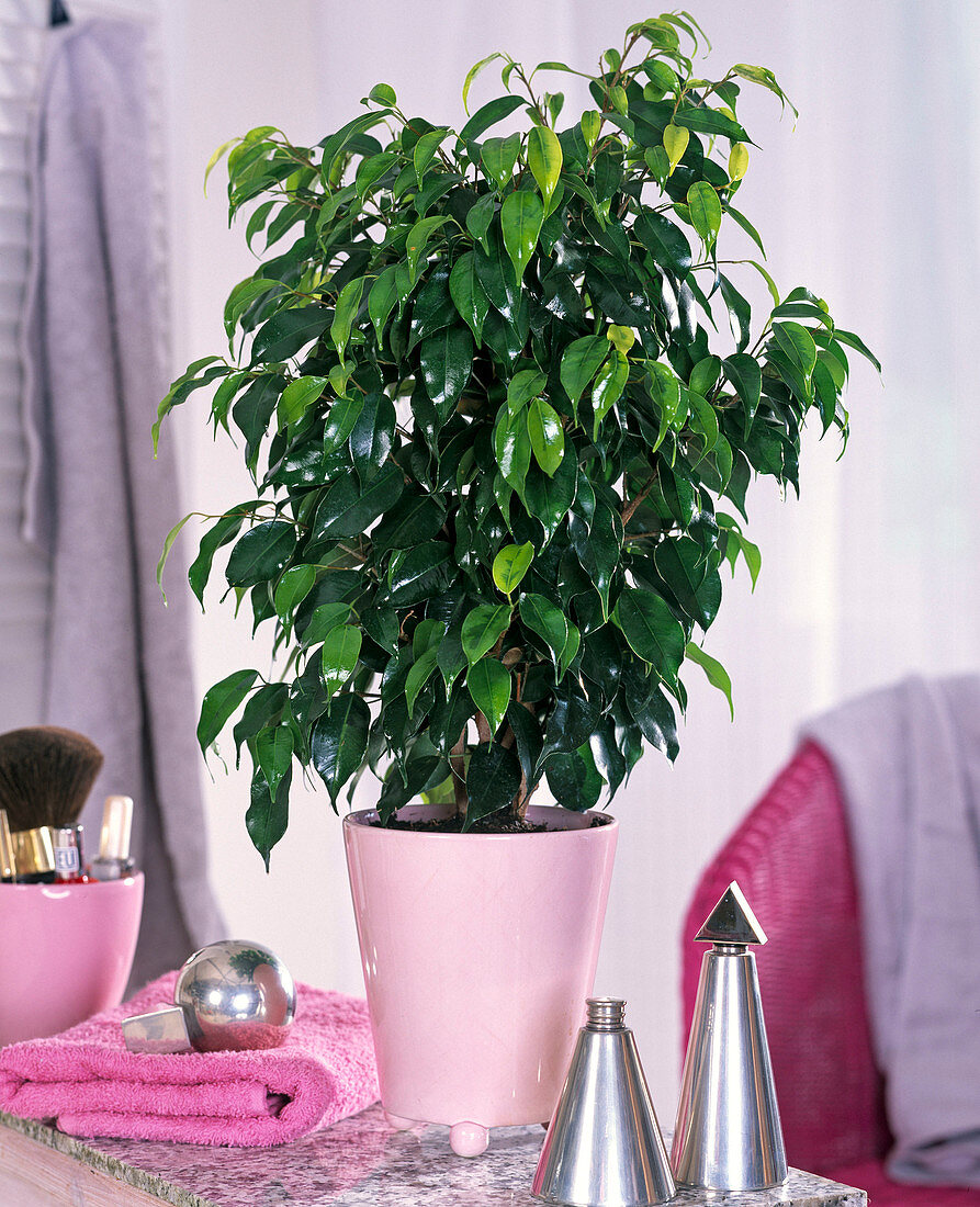 Ficus benjamina in pink planter on bathroom table, towel