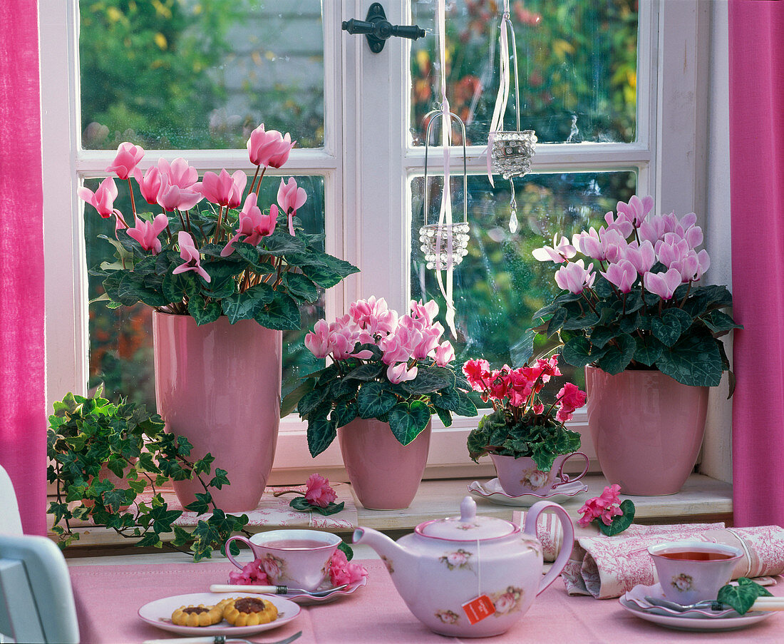 Cyclamen persicum (Alpenveilchen), Hedera helix (Efeu) auf der Fensterbank