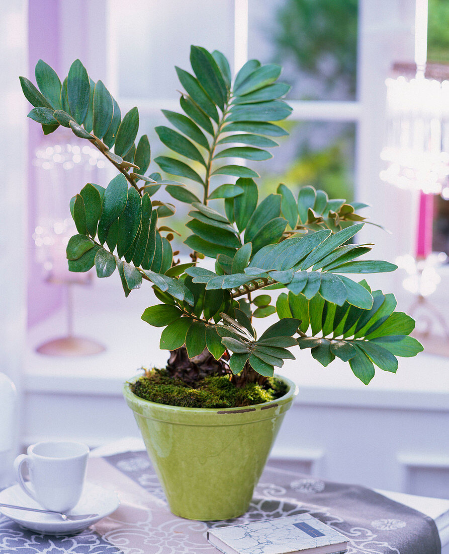 Zamia in conical green planter on table, espresso cup, book