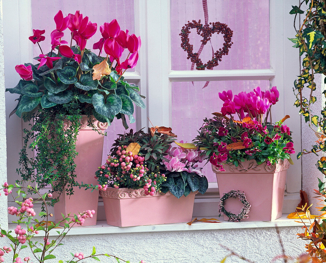 Cyclamen (Alpenveilchen), Satureja (Bohnenkraut)