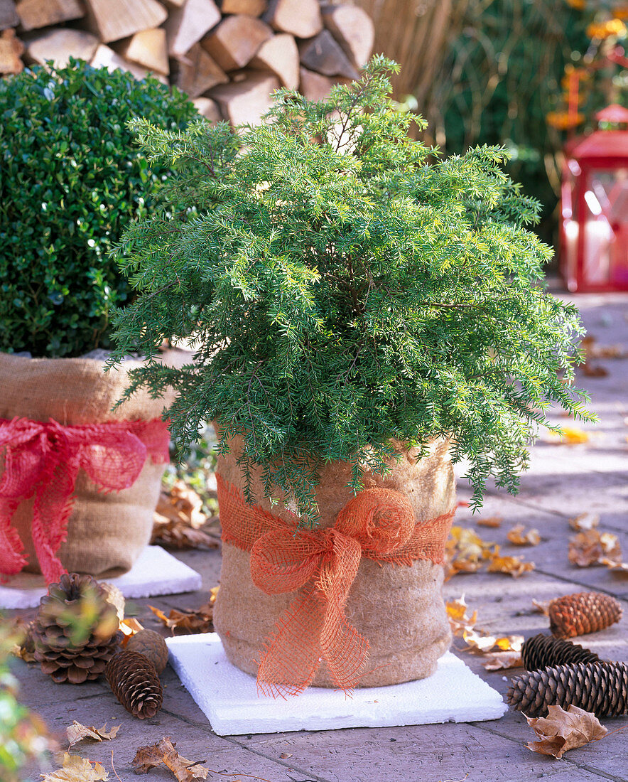 Tsuga canadensis 'Nana' (Zwerghemlocktanne)