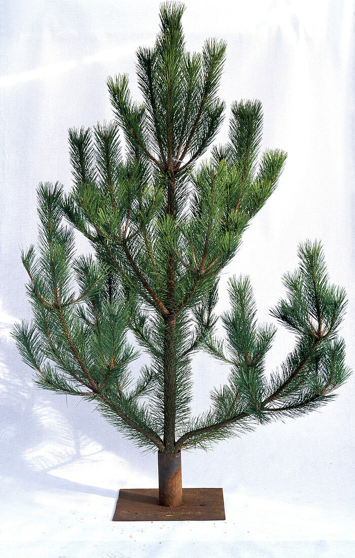 Pinus sylvestris (forest pine) unadorned as a freestanding