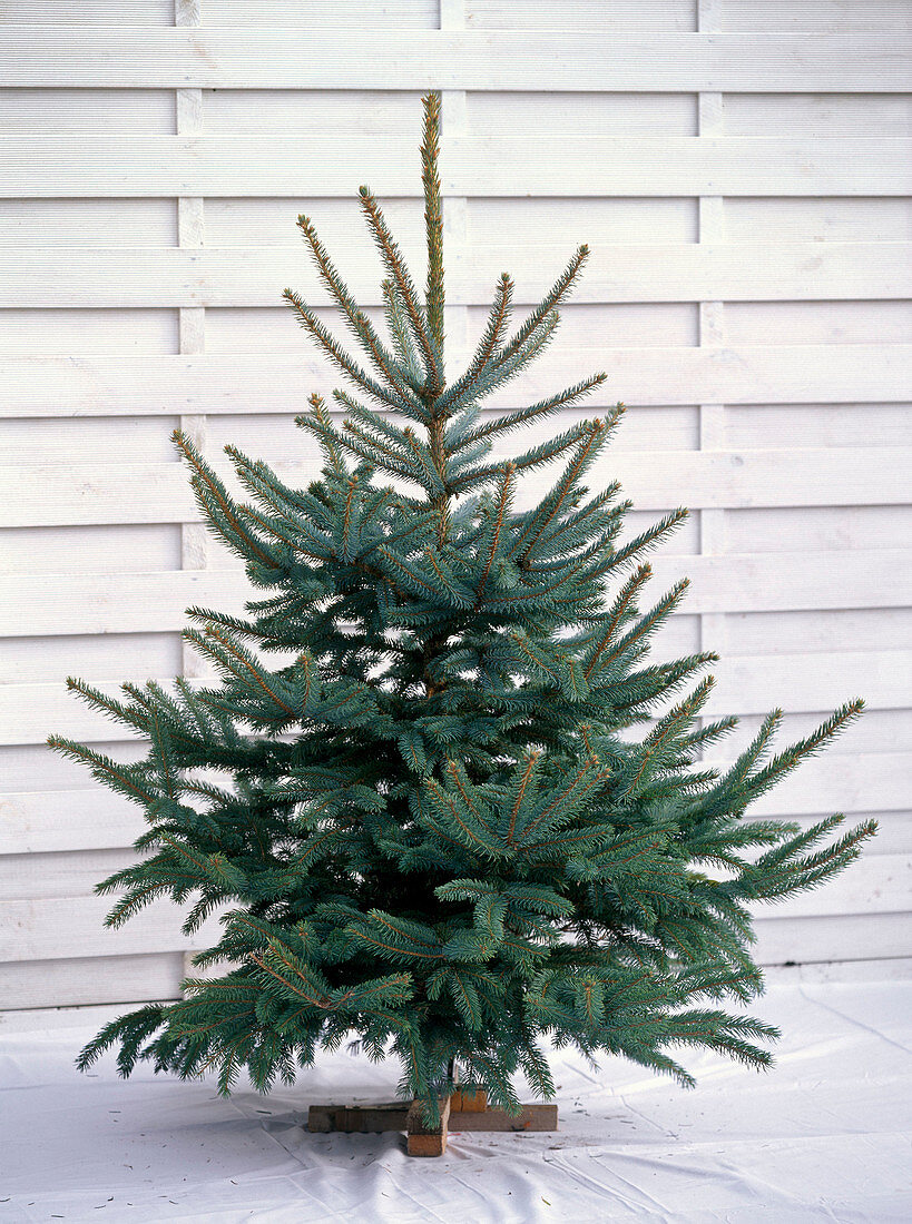 Picea pungens 'Glauca' in Christmas tree stand