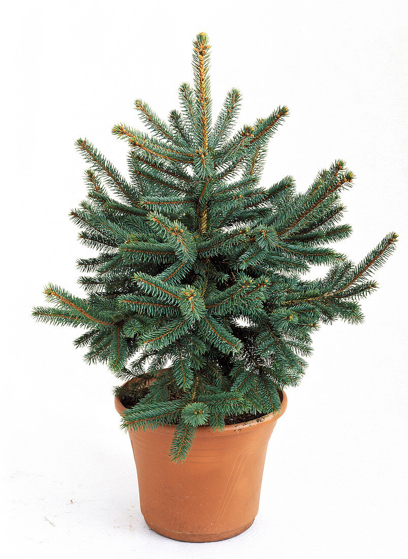 Picea pungens 'Glauca' in pot as a cut out