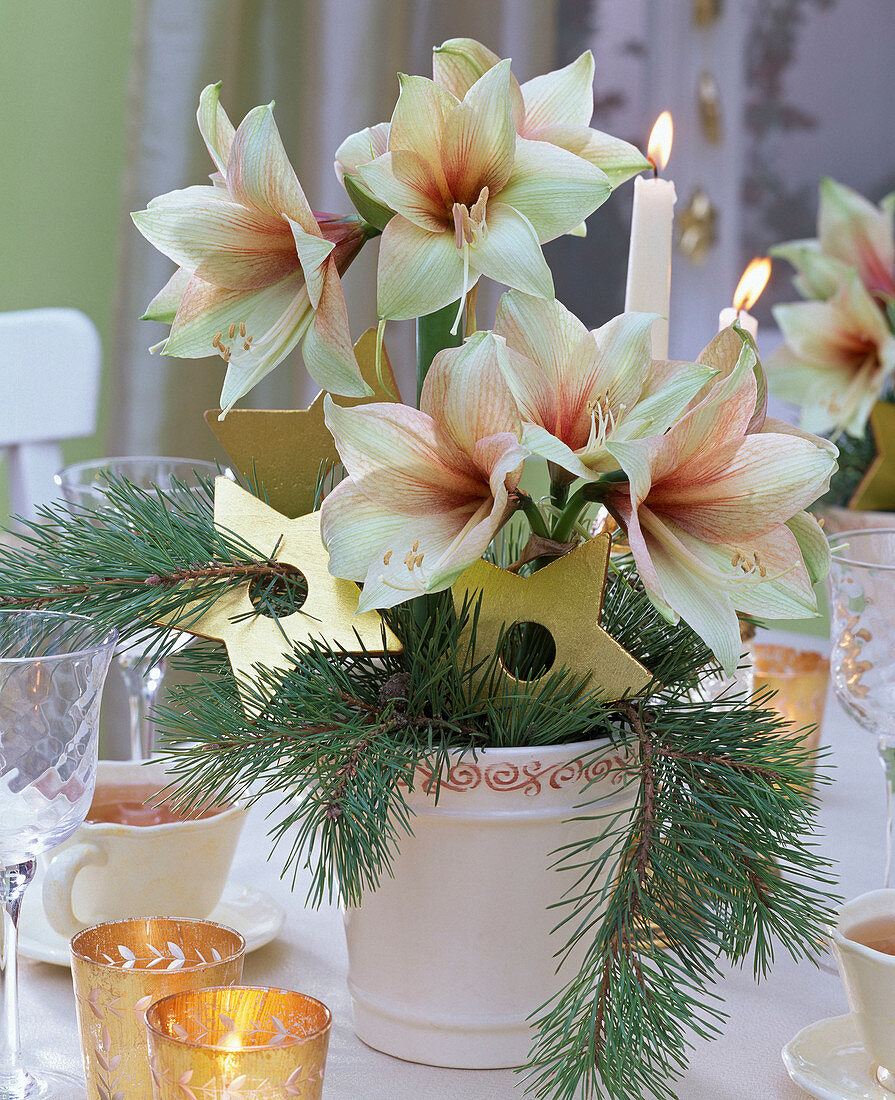 Hippeastrum (Amaryllis), Pinus (Kiefer) und Sterne in weißer Vase,