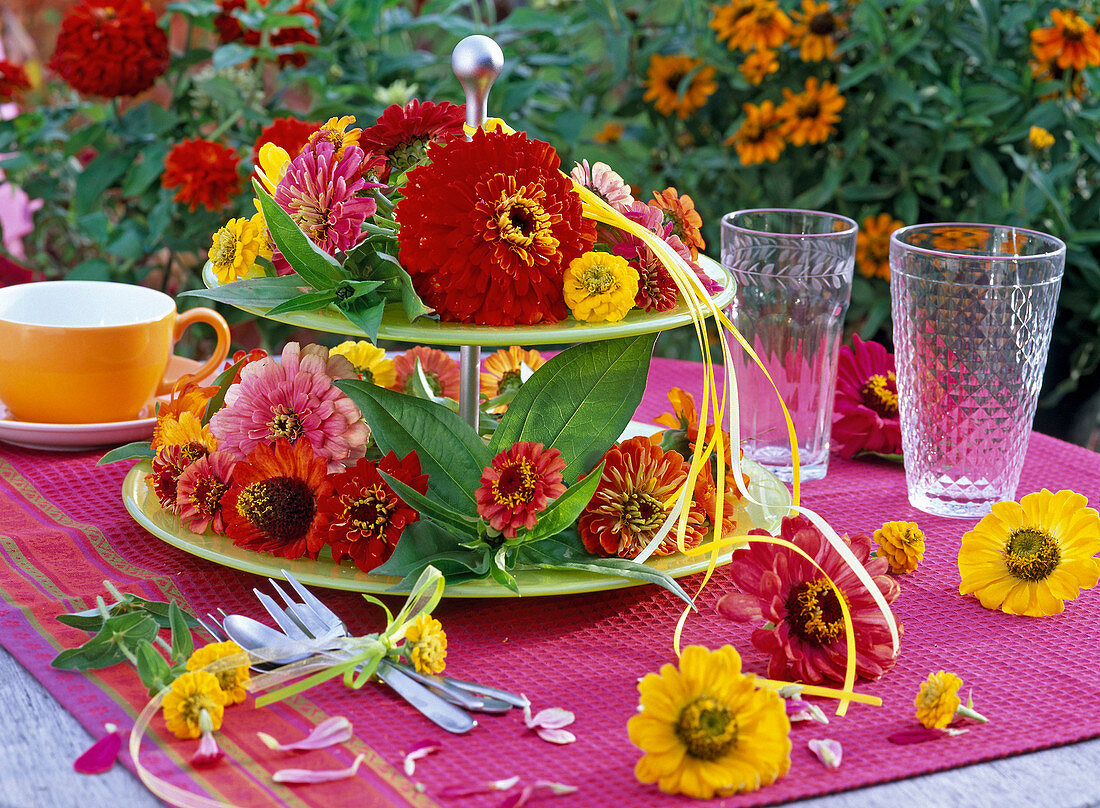 Blüten von Zinnia (Zinnien) auf Etagere und auf Tisch mit roter Tischdecke