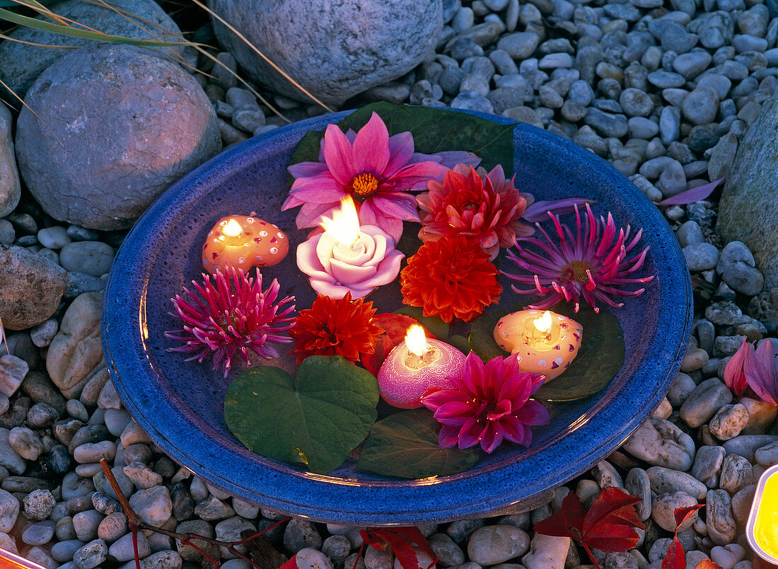 Flowers of different Dahlia, Ipomoea leaves