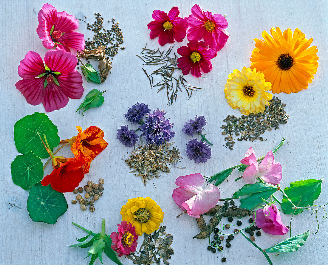 Board with summer flowers and their seeds in a clockwise direction