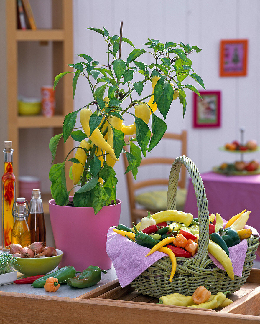 Yellow capsicum in pink pot, basket of harvested peppers