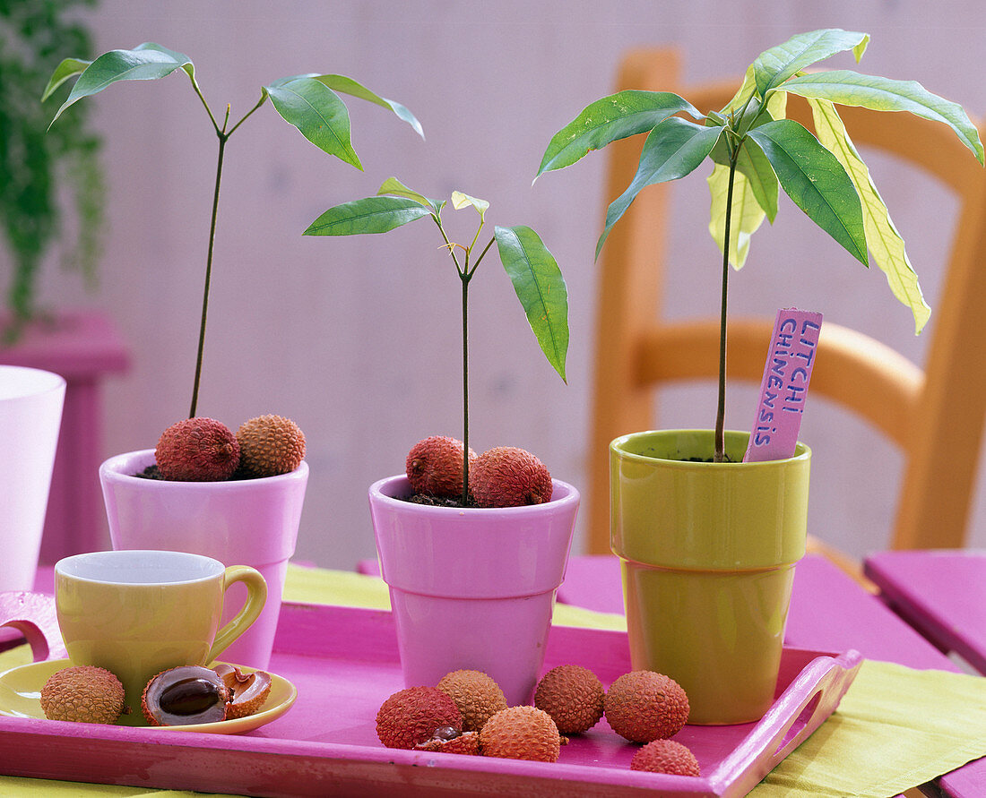 Litchi chinensis (Litschi), Jungpflanzen in Töpfen auf rosa Tablett, Früchte
