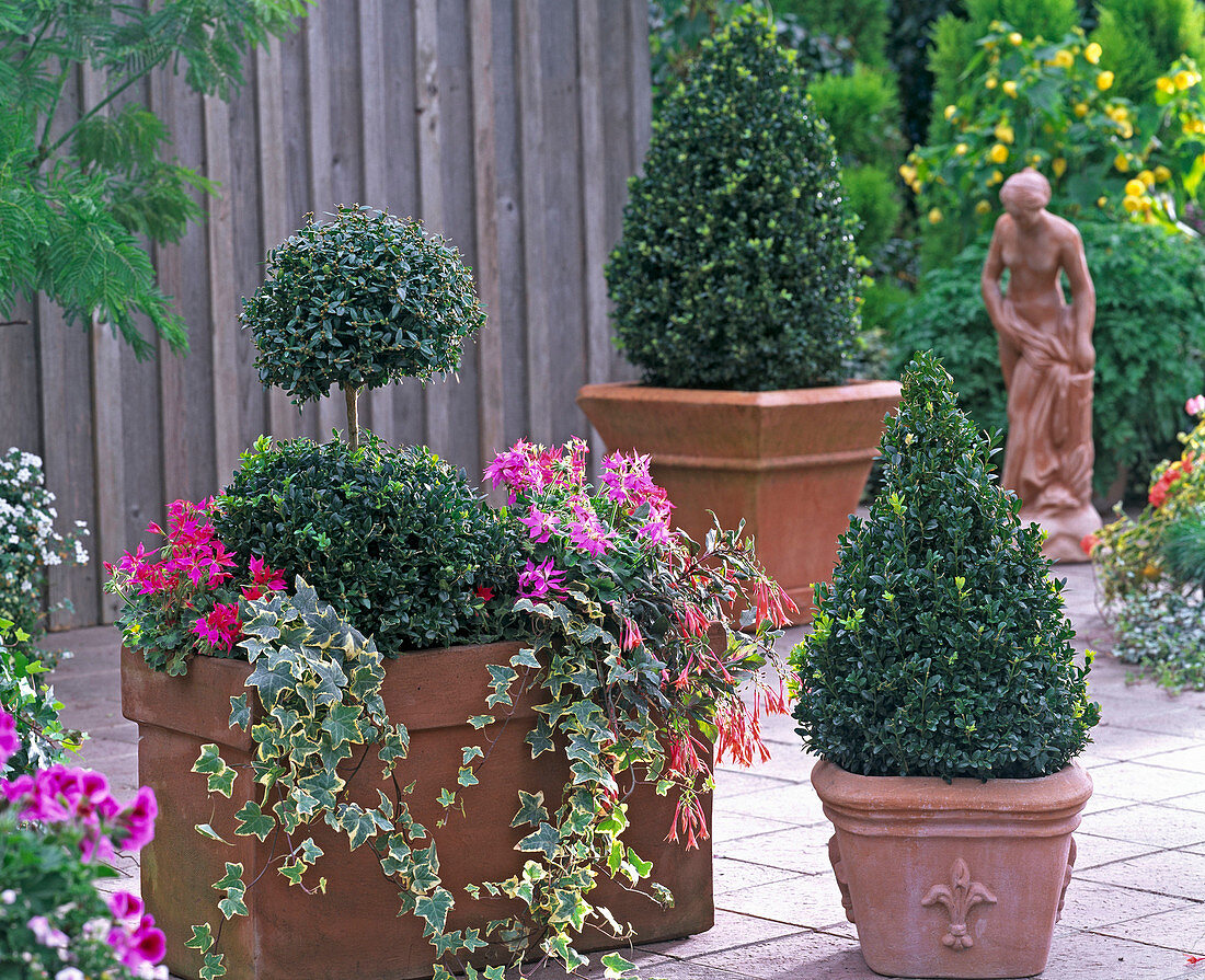 Buxus (box) double ball and pyramids in terracotta