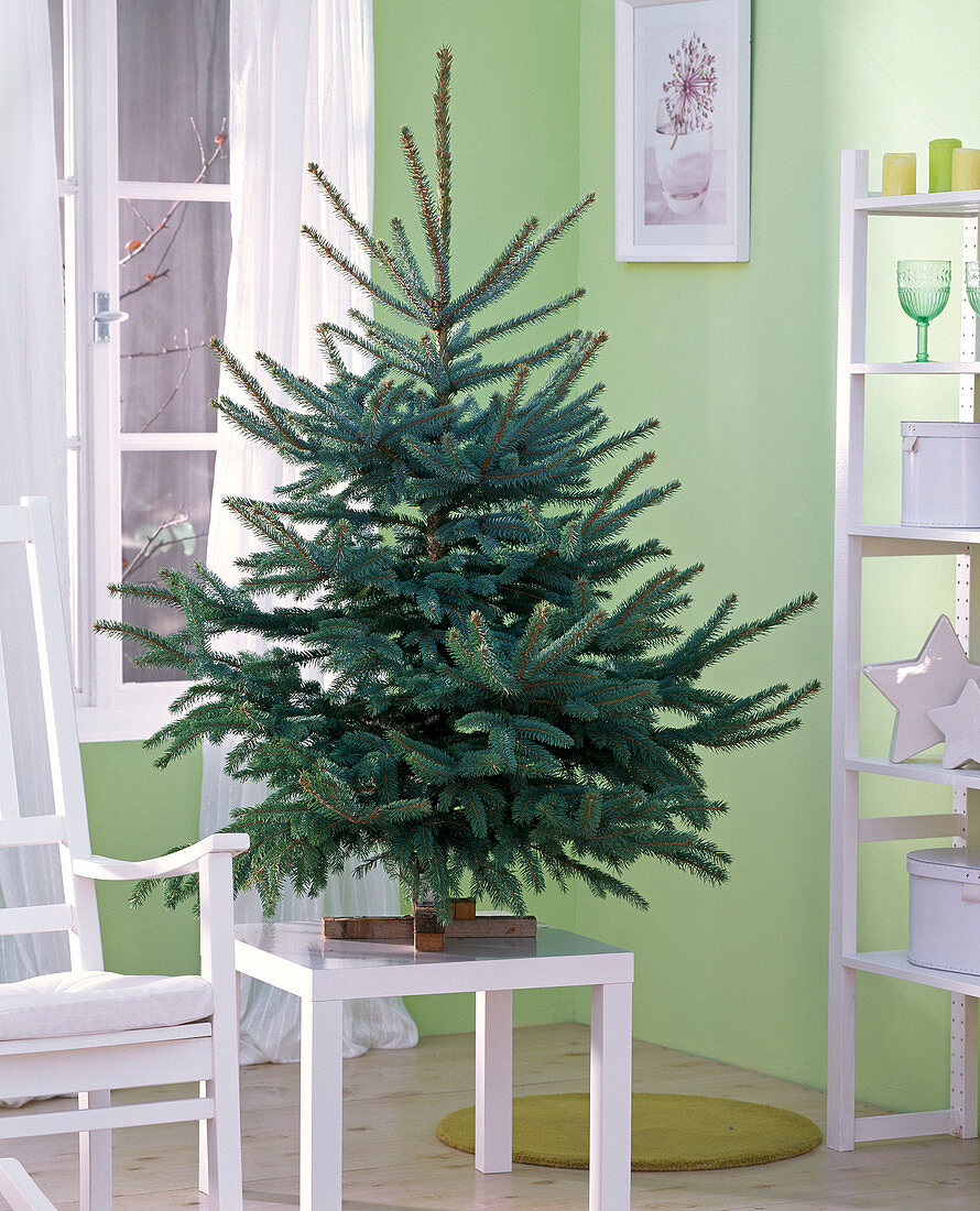 Picea pungens 'Glauca' (Blaufichte) als Weihnachtsbaum, ungeschmückt
