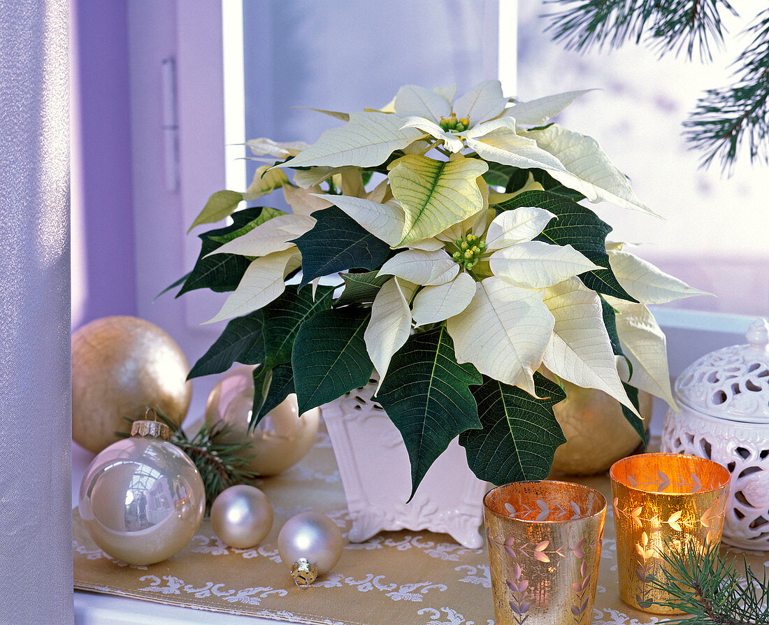 weiße Euphorbia pulcherrima (Weihnachtsstern) in viereckigem Gefäß am Fenster