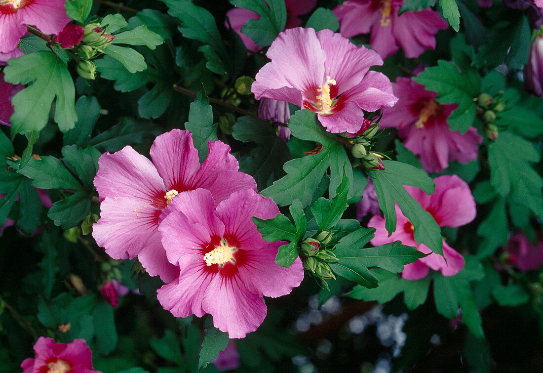Hibiscus syriacus 'Woodbridge' (real rose sibling)