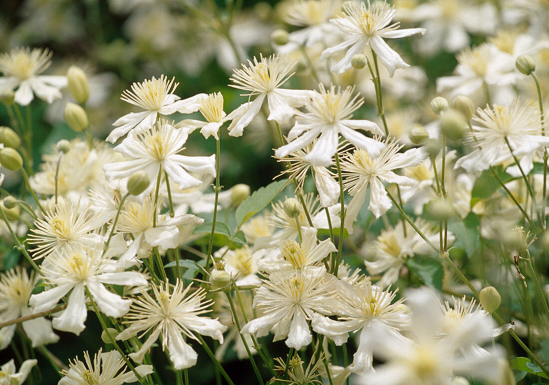 Clematis fargesioides 'Summer Snow' (Waldrebe)