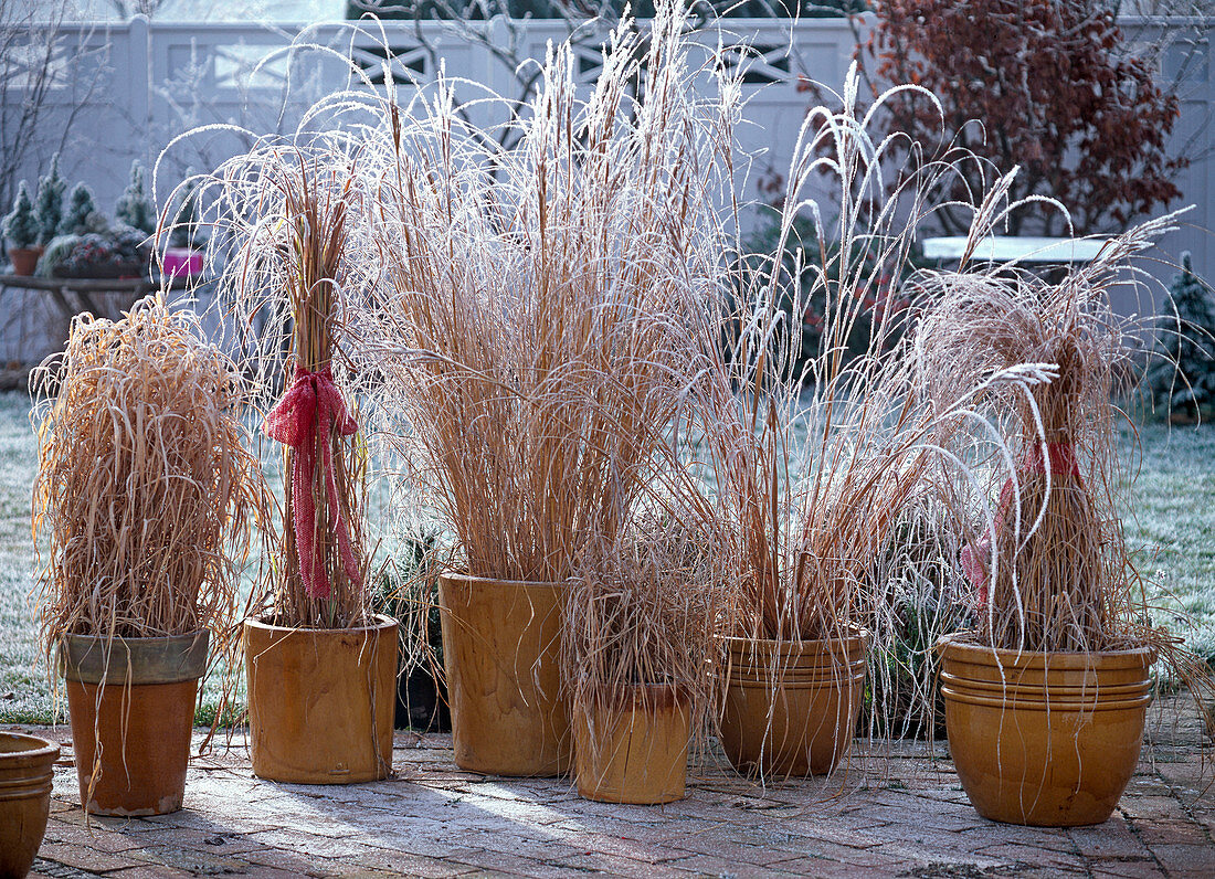 Grasses in yellow pots in the first hoarfrost