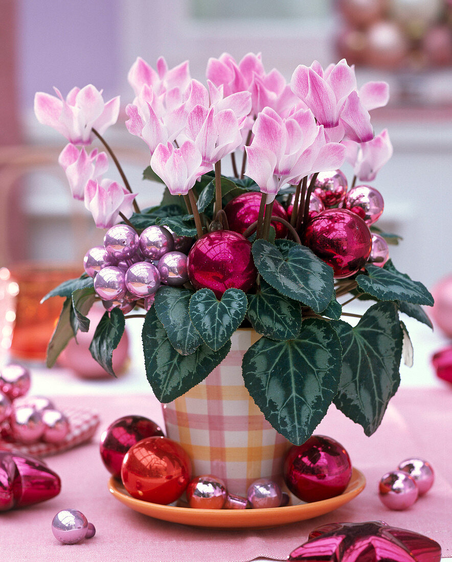 Cyclamen in a checkered pot with Christmas tree decorations