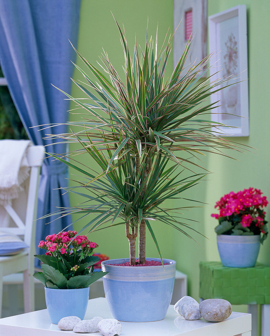 Dracaena 'Tricolor' (Drachenbaum), Kalanchoe (Flammendes Kätchen) auf Tisch