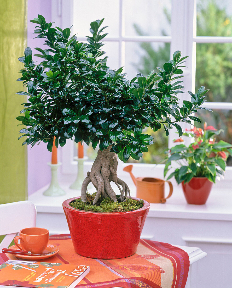 Ficus nitida 'Ginseng' (Gummibaum) als Bonsai in roter Schale auf dem Tisch