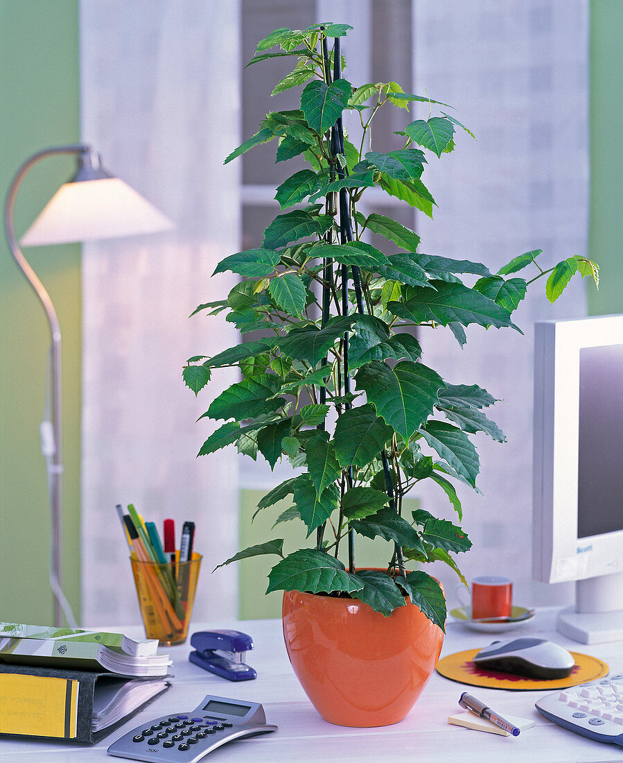 Cissus antarctica (Zimmerwein) in orangem Übertopf im Büro, Ordner