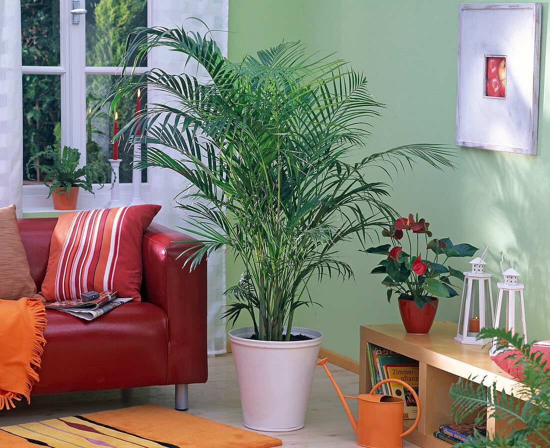 Chrysalidocarpus in white planter in the living room, Anthurium