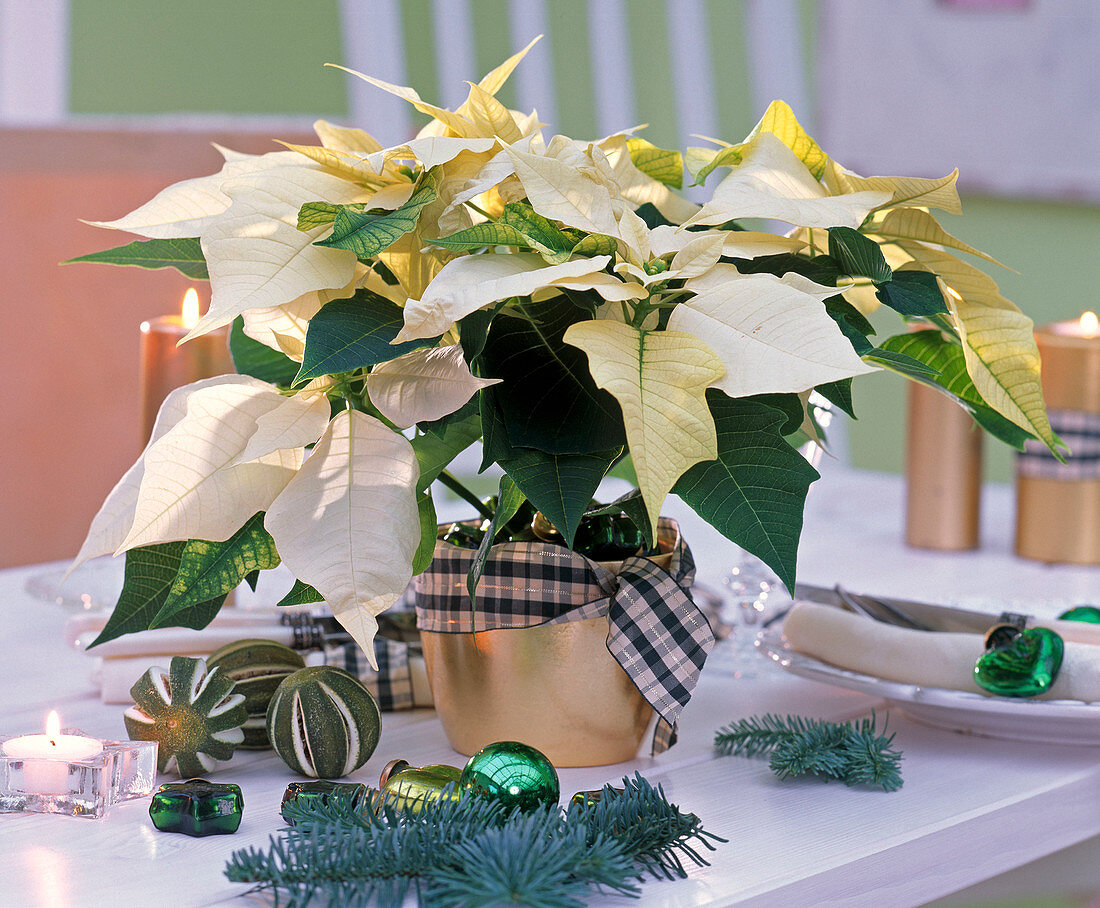 Euphorbia pulcherrima (Poinsettia) with checkered bow