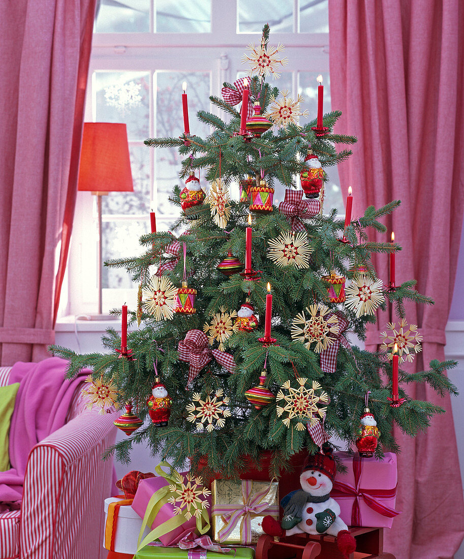 Picea pungens 'Glauca' (Blaufichte) als Weihnachtsbaum mit roten Kerzen