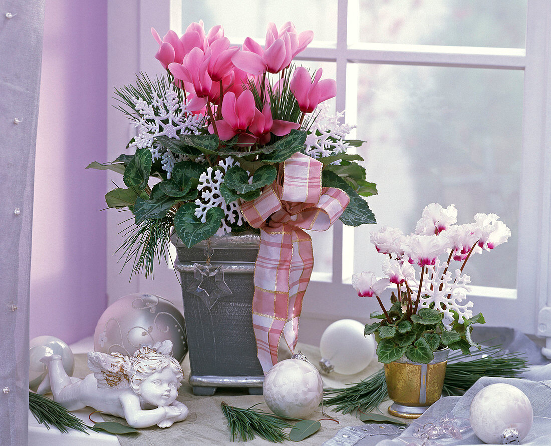 Cyclamen persicum (Alpenveilchen) mit Schleife und weißen Sternen dekoriert