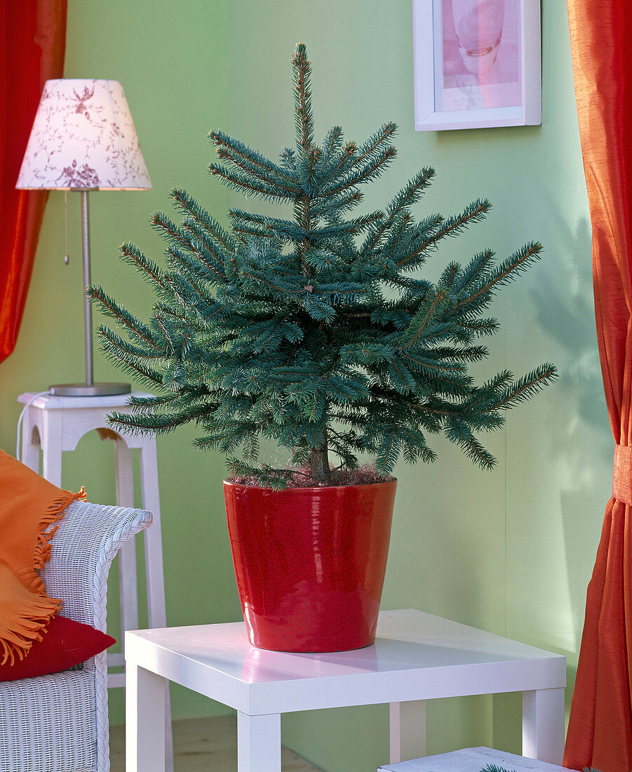 Picea pungens 'Glauca' as a living Christmas tree, unadorned