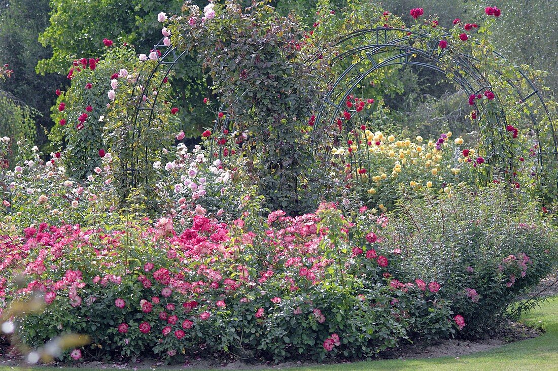 Rosa (bed, climbing and shrub rose) in rose garden