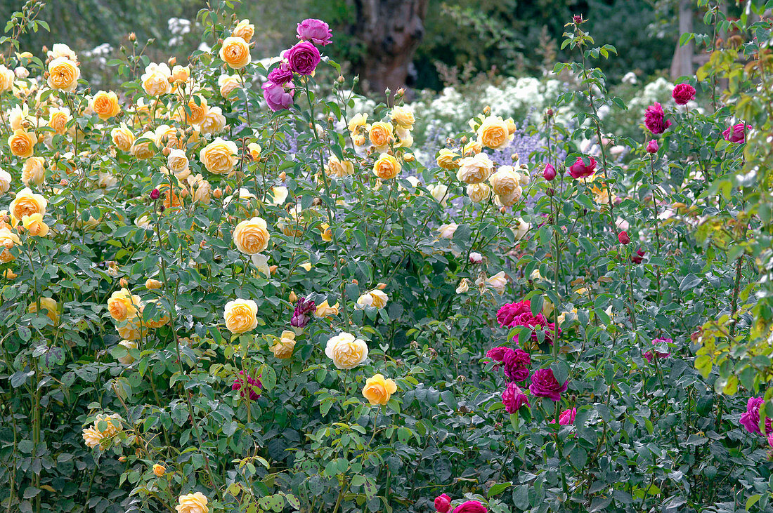 Rosa 'Graham Thomas' (Englische Rose, gelb), 'Paul Neyron' (Historische Rose)
