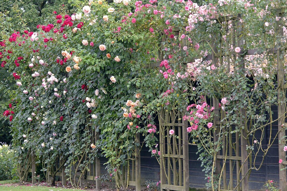 Rosa (Kletterrosen) an Rankgerüsten