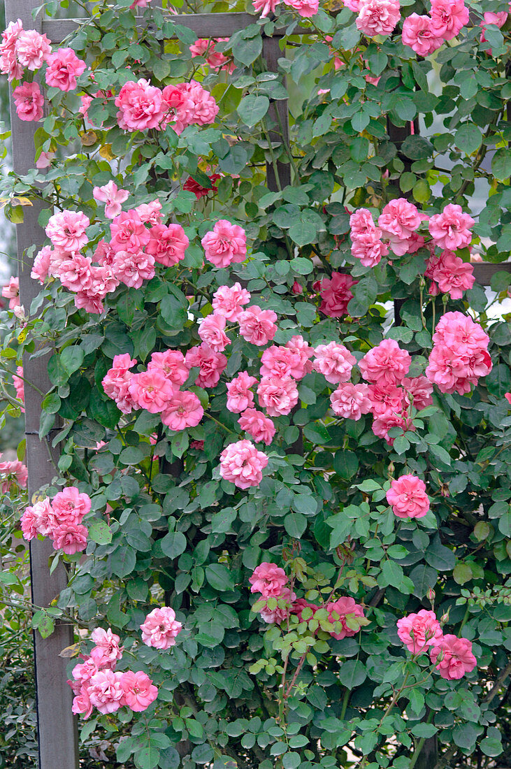 Rosa 'Les Amoureux de Peynet' syn. 'Meitobla', 'Efekto 21', 'Simply Magic'