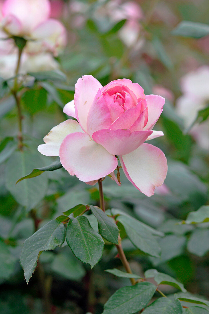 Blüte von Rosa 'Honoré de Balzac' syn. 'Meiparnin' (Edelrose), Teehybride