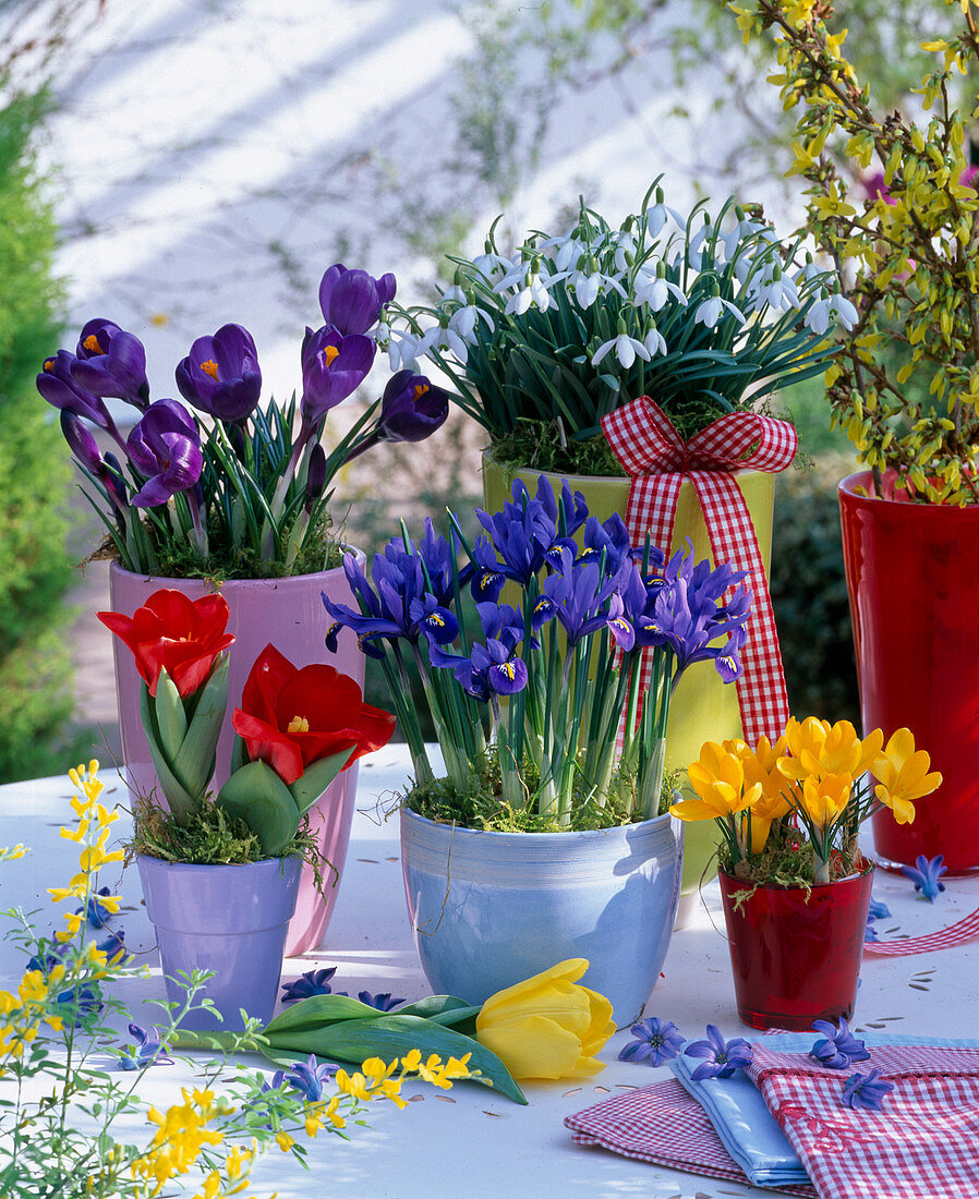 Iris reticulata (Netziris), Galanthus (Schneeglöckchen), Crocus (Krokusse)