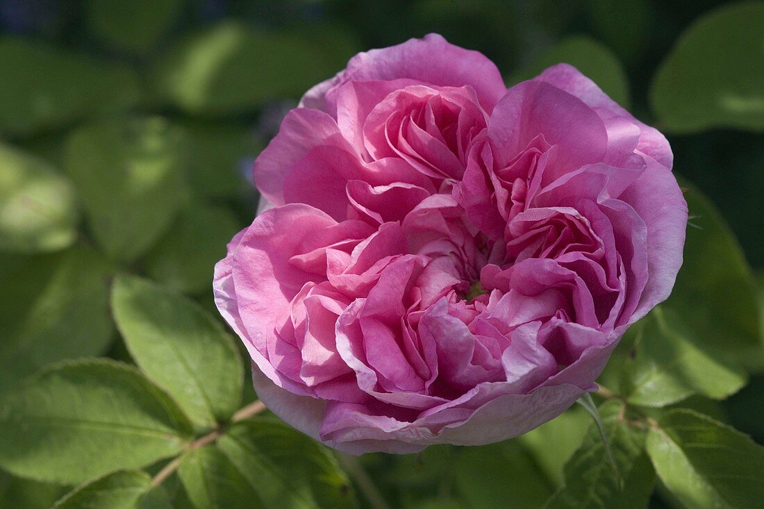Rosa 'Souvenir de Malmedy' (Rose), Historic rose, shrub rose, Gallica rose, fragrant, single flowering