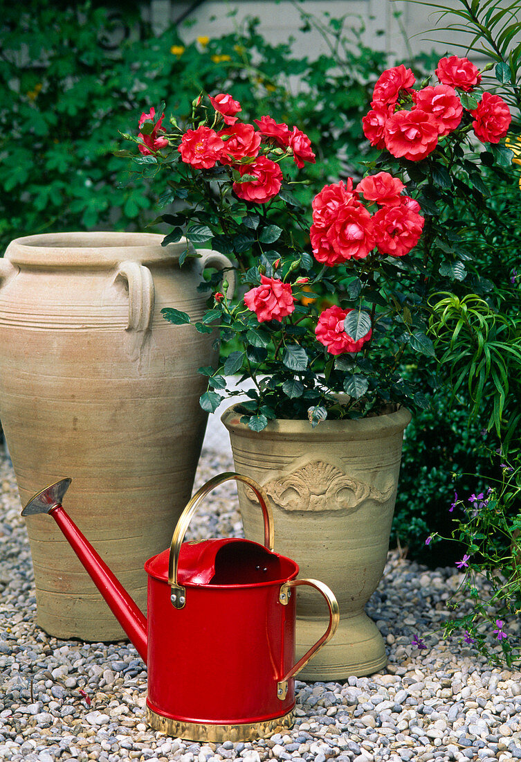 Miniature rose 'Meillandina', often blooming in light clay pot on gravel, red watering can