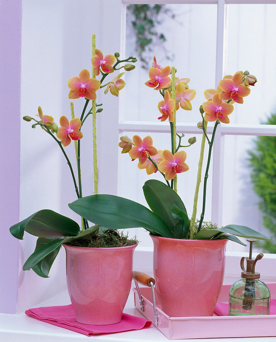 Phalaenopsis 'Anthura Athens' (Malay flower) in pink planters