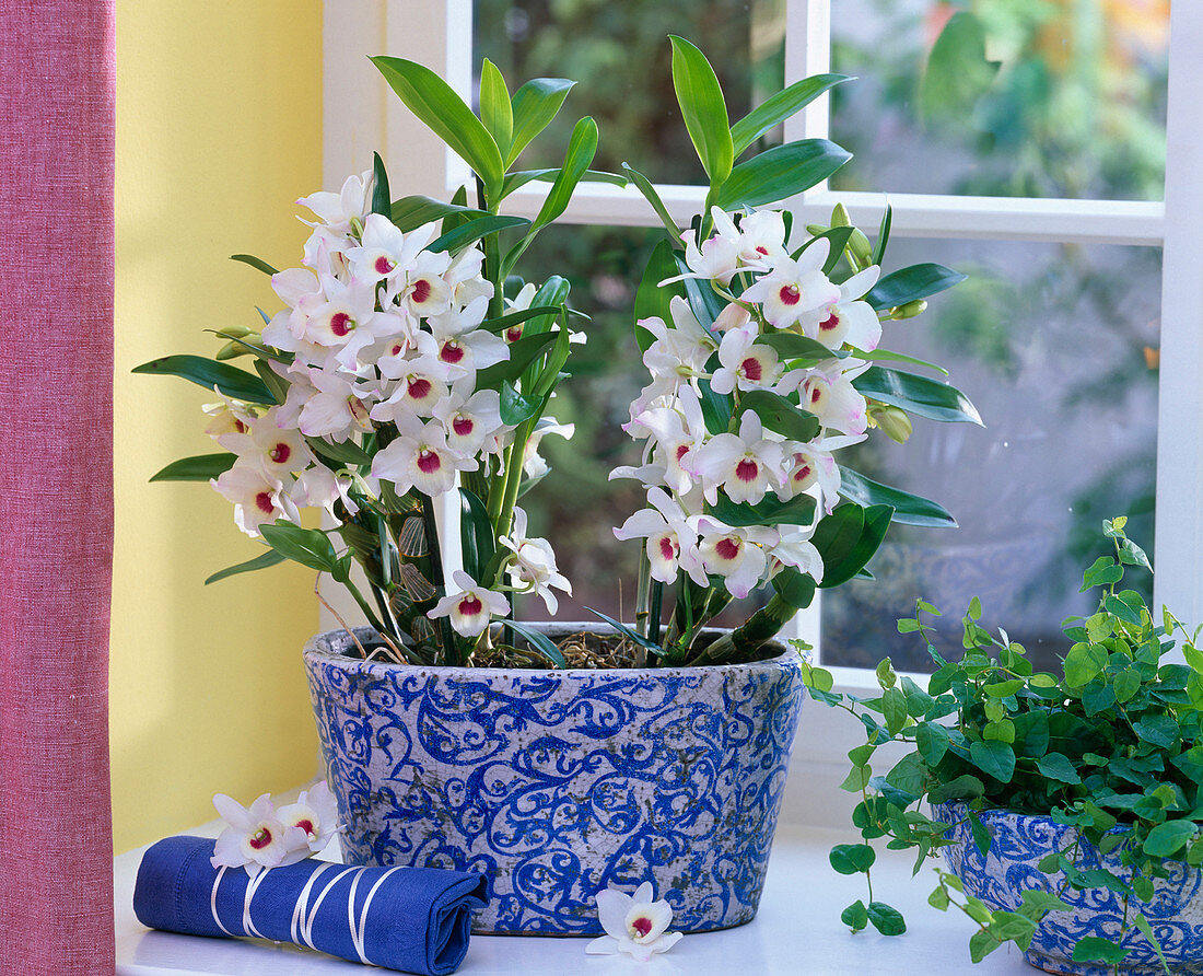 White dendrobium in blue painted jardiniere by the window, Ficus pumila