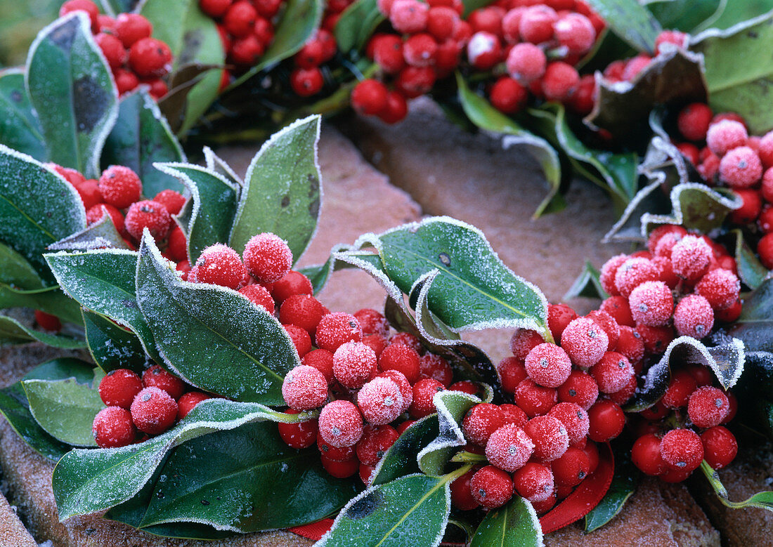 Ilex verticillata (red winter berry) wreath in hoarfrost