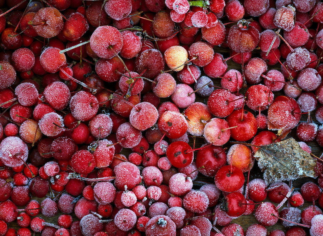 Früchte von Malus (Zieräpfeln) im Rauhreif