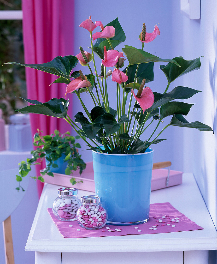 Anthurium 'Pink Champion' (Flamingoblume) in türkisem Übertopf auf dem Tisch