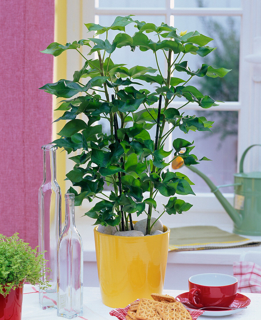 Fatshedera (ivy arum) in yellow planter