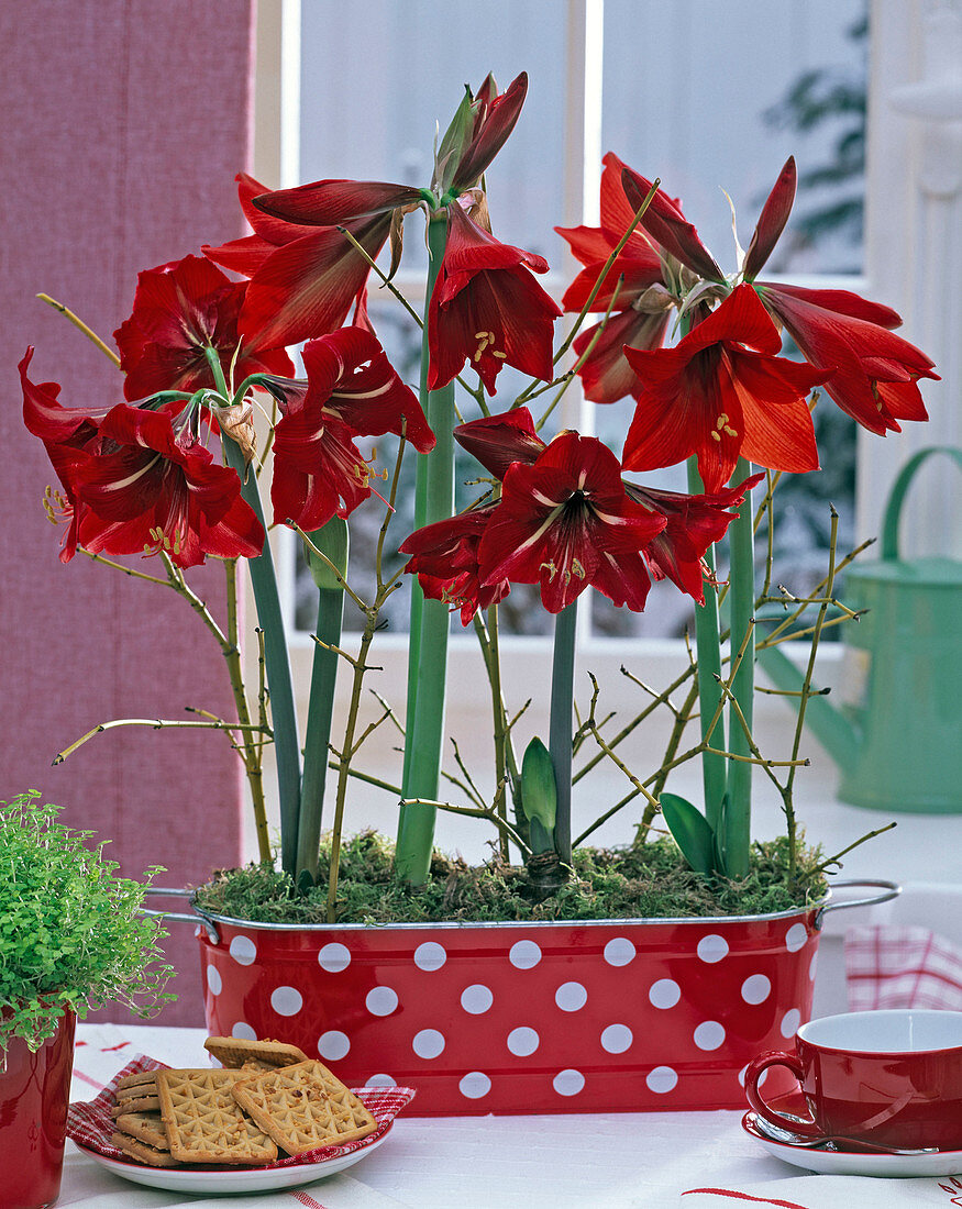 Hippeastrum (Amaryllis, rot), in gepunkteter Jardiniere, dekoriert mit Zweigen