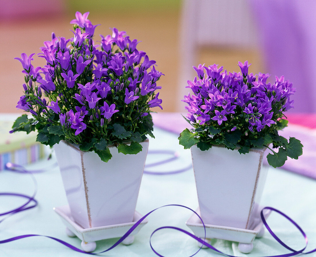 Campanula isophylla in white square planters